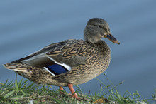 Female Mallard Duck Standing By Water