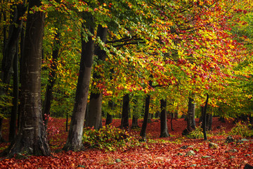 Wall Mural - Forest during autumn with red leaves on the ground