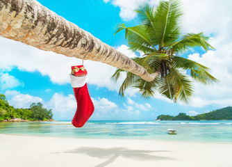 Sticker - Christmas sock with gifts on palm tree at exotic tropical beach