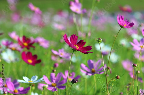 Naklejka dekoracyjna Flowers