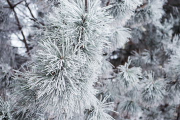 Evergreen branches pine tree with fresh snow