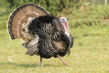 Wild Eastern Turkey