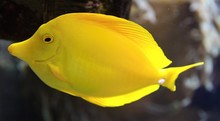 Yellow Tang Fish (Zebrasoma Flavescens) And Corals