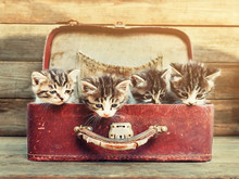 Four Kittens In Suitcase