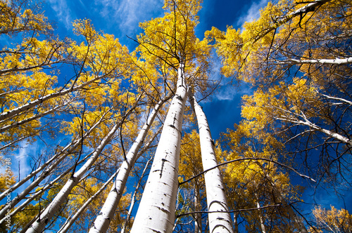 Naklejka na drzwi look up aspen trees