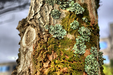 Full of lichens