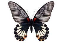 Great Mormon Butterfly
