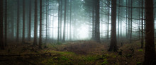 Spooky Forest In The Fog