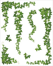 Set Of Hanging Branches Of Ivy On A White Background