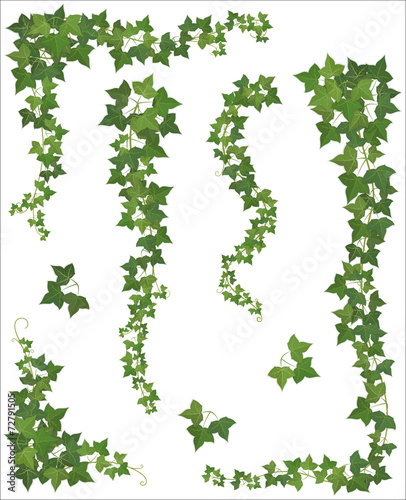 Photographie Set of Hanging branches of ivy on a white background