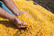 Farmer's hands showing freshly harvested corn grains