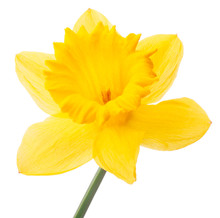 Daffodil Flower Or Narcissus Isolated On White Background Cutout