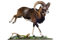 Mouflon - Wild Sheep - Urial