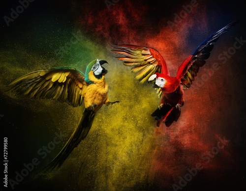 Plakaty papugi  dwie-papugi-walczace-z-eksplozja-kolorowego-proszku