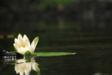 lily flower lily lake cleanliness