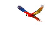 Colourful flying parrot isolated on white
