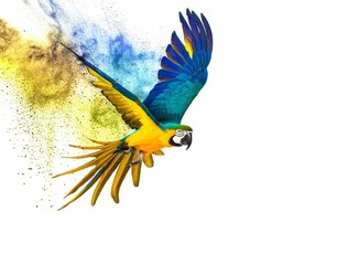 Wall Mural - colourful flying parrot isolated on white