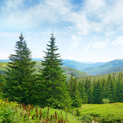 Obraz na płótnie piękny panorama las lato