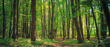 Fototapeta Las - Panorama of a green summer forest