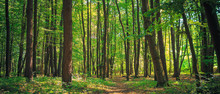 Panorama Of A Green Summer Forest