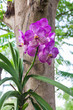 Purple vanda orchid flower