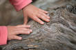 老木を触る子供の手
