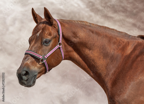 Naklejka dekoracyjna beautiful horse