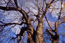 Large Tree With Bare Branches And Some Orange Leaves