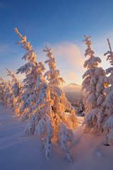 Wall Mural - Winter forest in the morning