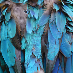 Colorful feathers