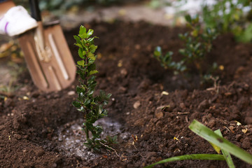 Wall Mural - Tree planting