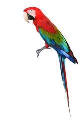 Colorful Red-and-green Macaw bird