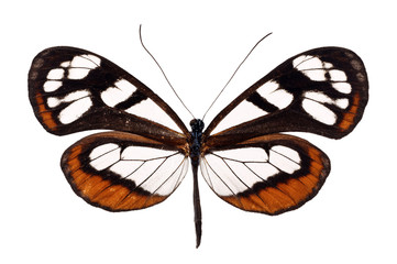 glasswing butterfly