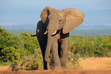 Wall Mural - african elephant, addo elephant national park