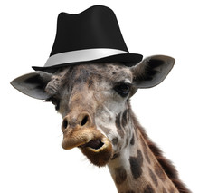 Silly Giraffe Wearing A Fedora And Making An Unusual Face
