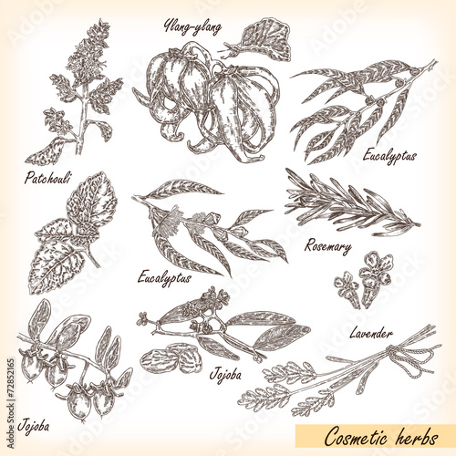 Fotografie, Obraz Hand drawn cosmetic herbs. Plant patchouli, jojoba, eucalyptus,