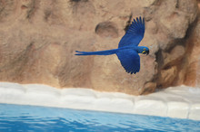 Blue Colored Tropical Parrot