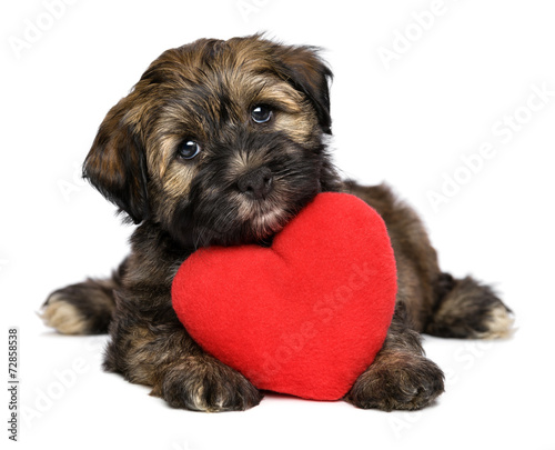 Fototapeta na wymiar Lover Valentine Havanese puppy dog with a red heart