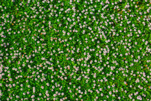 Top View Of Green Grass With Small White Flowers