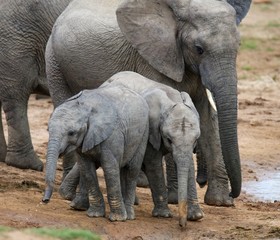 Wall Mural - young african elephants at waterhole