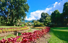 Royal Botanical Garden, Peradeniya Sri Lanka