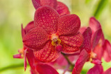 Fototapeta Storczyk - Red orchid