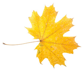 yellow maple leaf
