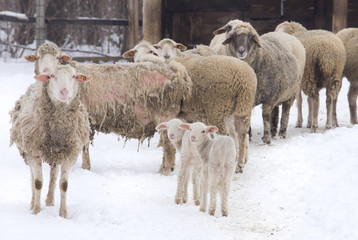 Wall Mural - Sheep farm