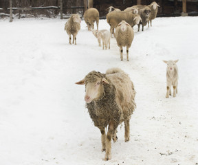 Wall Mural - Sheep farm