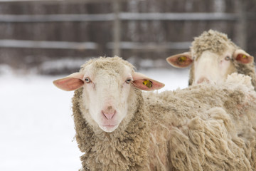 Wall Mural - Sheep on snow