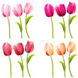 Some realistic tulips on white