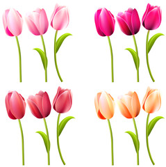 Wall Mural - Some realistic tulips on white