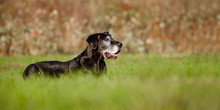 Black Old Great Dane Dog Outdoors