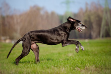 Happy Great Dane Dog Running